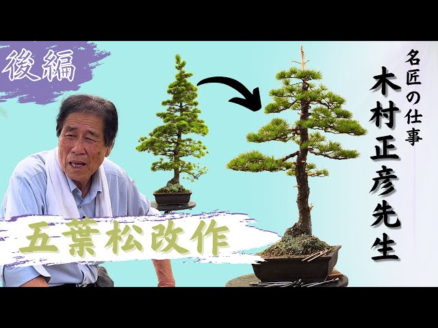 Part 2: The Work of a Master Bonsai Artist - Mr. Masahiko Kimura's Bonsai Revision -