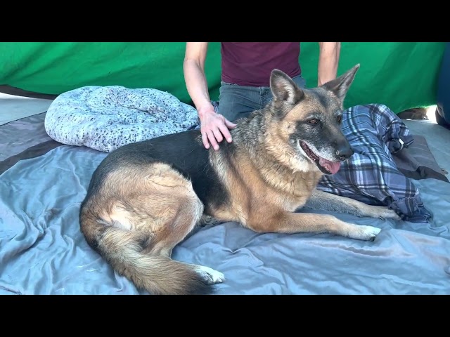 A4647204 Robin | German Shepherd