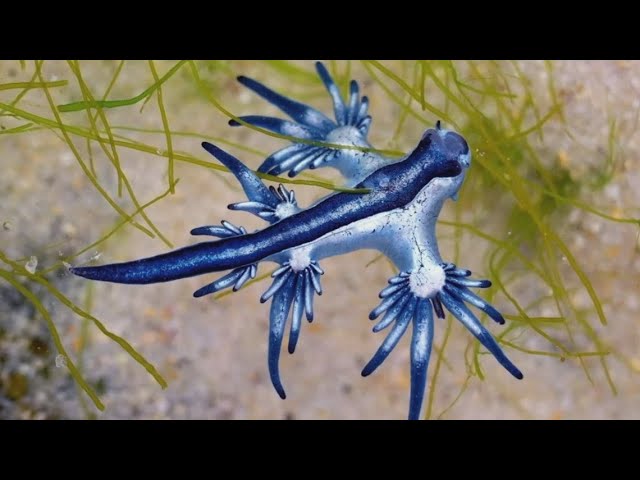 What is a blue dragon and why did Galveston County warn about their presence on Texas beaches?