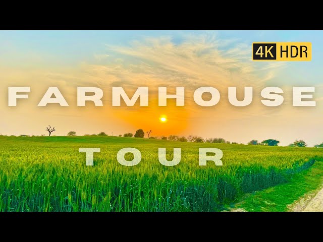 Indian FarmHouse :- Walking Tour || Mustard & Wheat  Crops Farm || Hidden Gem || Village Lifestyle