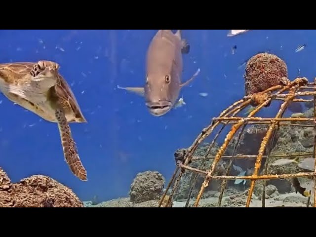 Live Underwater Camera Catches Busy Underwater Sea life By Harbour Village Bonaire Beach