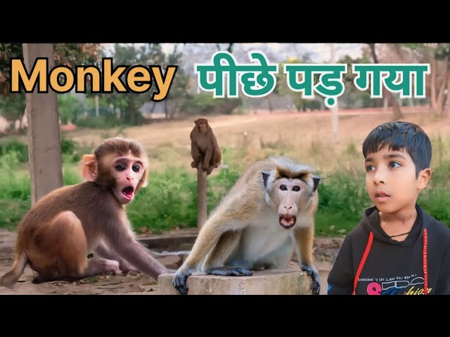 Monkey 🐒 to piche pad gya