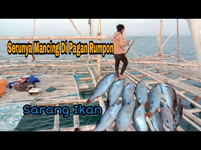 Seru‼️Mancing Di Rumpon Bambu Sarang Ikan