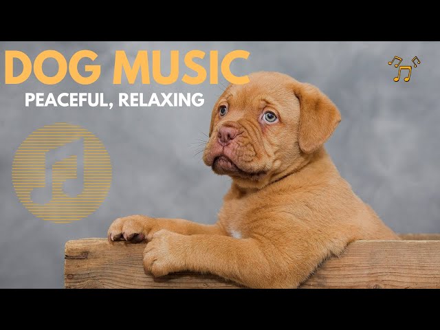 4 Hours  SOOTHING NATURE  SOUNDS  Dog Therapy Music - INSTANTLY Calm My Dog Down! Dog TV