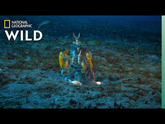 Mantis Shrimp vs Octopus | Ocean Fight Night