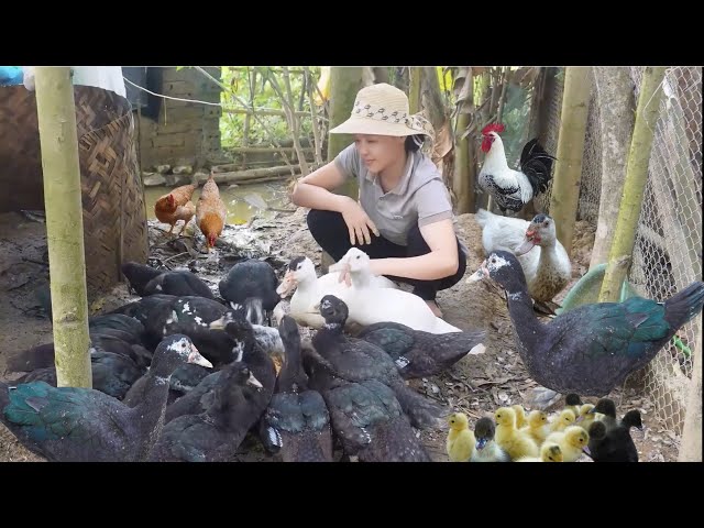 Processing of Raising Geese for Meat from 1 Day Old Until Sold. Amy Green forest life