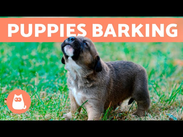 The Best PUPPIES BARKING COMPILATION 🐶 🔊 Cute and Adorable Puppy Barks!