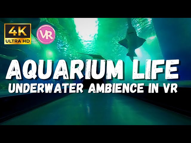 4K Underwater Asmr Sleep: Under the Aquarium relaxing in 180 3D VR