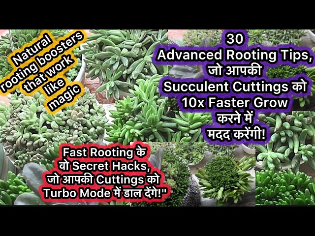 30 Advanced Rooting Tips, जो आपकी Succulent Cuttings को 10x Faster Grow करने में मदद करेंगी |