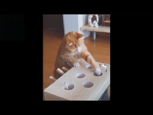 funny cat funny animals cute cat cute animals 🐅🐈🐅🐈