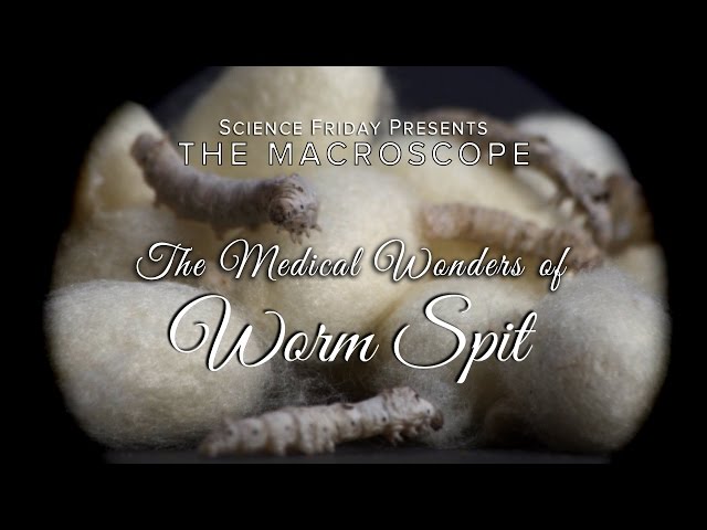 The Medical Wonders of Worm Spit