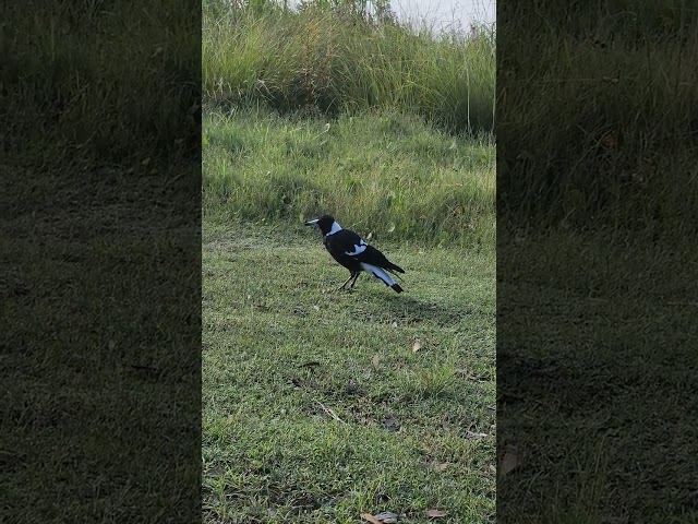 Be careful of this bird #magpie #scooping #eating #subscribe #australianmagpie #chickynuggies