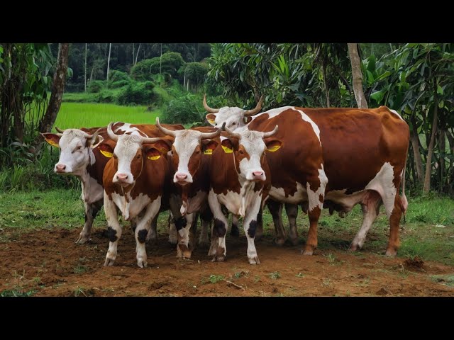 Wadidaw‼️ Proses Potong Sapi Warna Warni Kurban, Beruang, Cow, Kambing Potong Sapi Qurbani Idul Adha