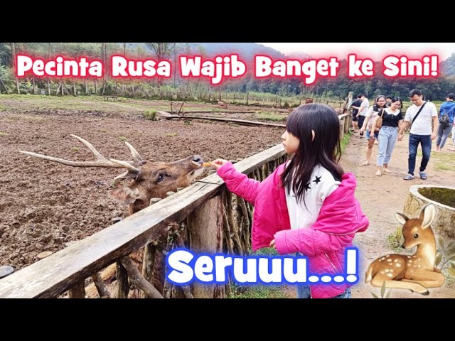 PUAS MAIN DAN BERI MAKAN RUSA DI PENANGKARAN INI! | WISATA RANCA UPAS CIWIDEY BANDUNG