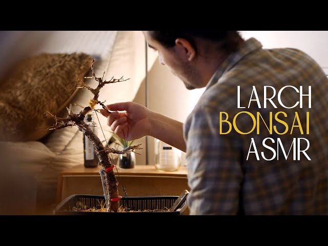 ASMR | Restoring a Neglected Larch BONSAI | no talking