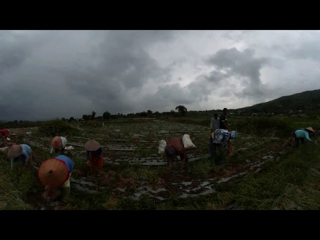 Panen bawang di Alahan panjang