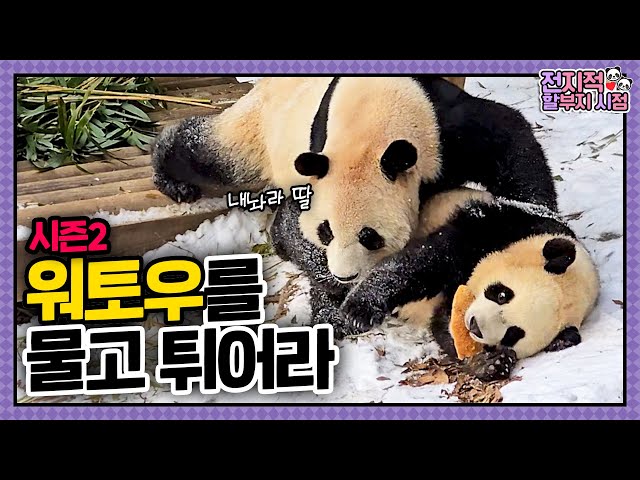 [Omniscient Grandpa's View] ep.207 🚨Rui Caught Stealing Mom's Wotou!🚨 │ Panda World