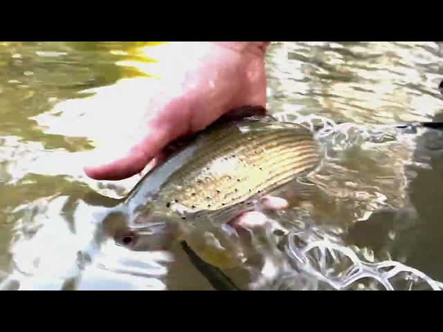 Fly Fishing for Wild Brown Trout, Sea Trout and Grayling at Beat 22: Ham Mill, River Tamar & Ottery