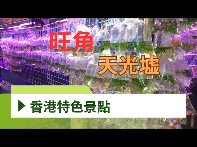 香港特色景點｜下雨星期六 上七時  旺角天光墟｜早上賣金魚的地攤｜香港好去處【廣東話｜中文字幕】