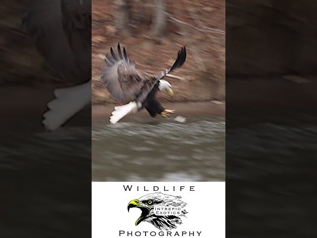 🦅Watch This Eagle's Perfect Fishing Technique in Slow Motion!