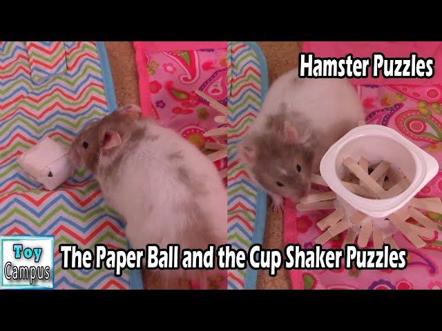 The Paper Ball and the Cup Shaker Puzzles | Get the Seeds Inside | Hamster Maze and Puzzles Series