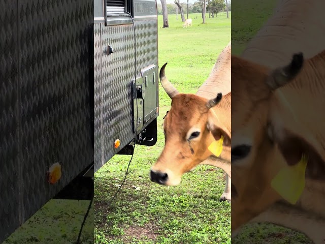 COW EATS CARAVAN 🐃