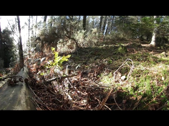 360 forest meditation