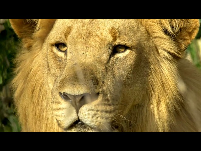 Southern Africa, the secrets of wildlife