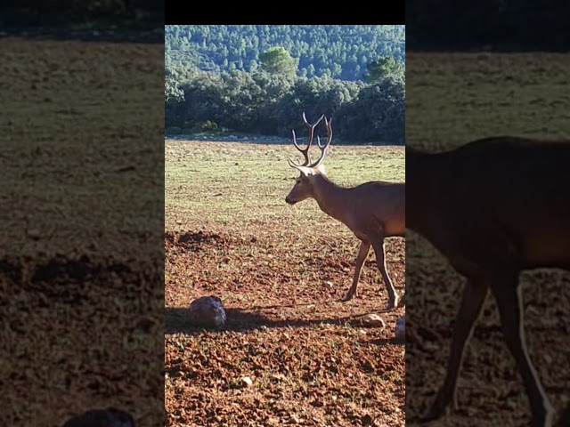 Ciervo en berrea.  #hunter #huntingseason #caza #cazamayor #chasse  #deerhunting #berrea #ciervo