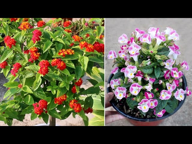 15 BLOCKBUSTER Plants that Bloom ALL Year Around