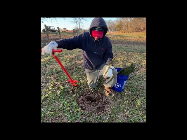 Planting trees 🌳 #treeplanting