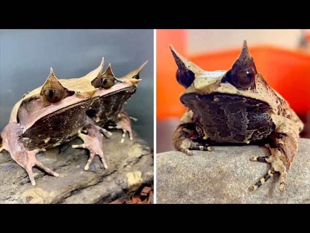 Horned Frog 🐸 WEIRDEST Frog Ever?!