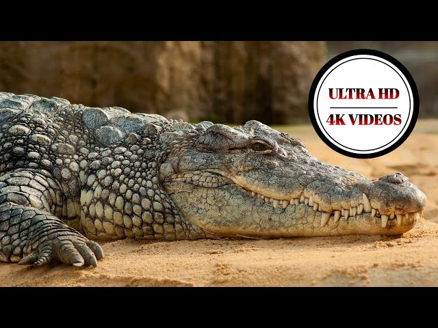 8k Best Animal And Birds Video || Ultra Hd 8k Video || Nature Relaxation || Wild Animal 8k Video.