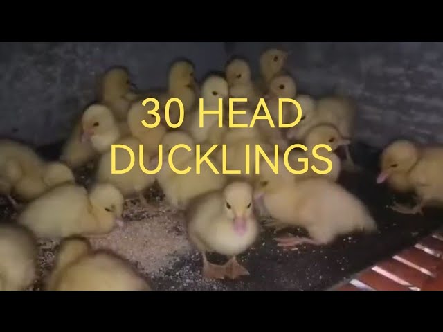 30 head ducklings @DonDondon84#shortsbeta #duckfeed #duck #farming #itik