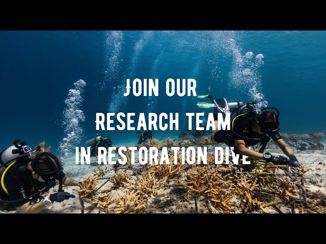 Coral Restoration Dive