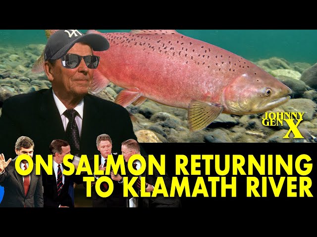 Salmon are returning to swim upstream Klamath River