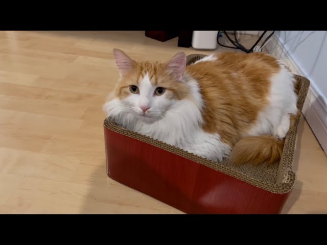 Crazy cute cat’s daily routine,