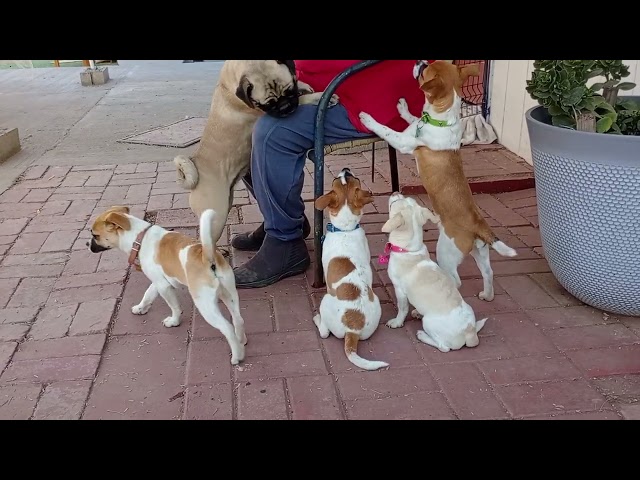 My wife got nearly all the doggies 2 sit at least once but Junior-biggest large brown patch on back6