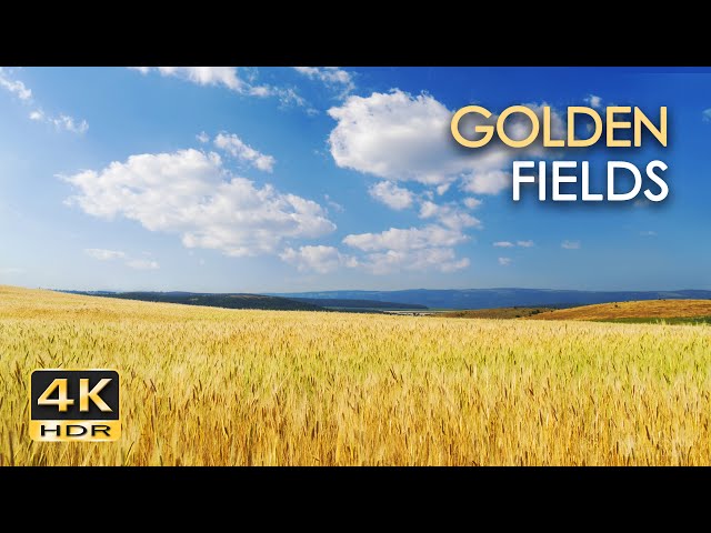 4K HDR Golden Fields - Skylark Birdsong & Cricket Sounds - Grainfields Dancing In The Wind - Relax