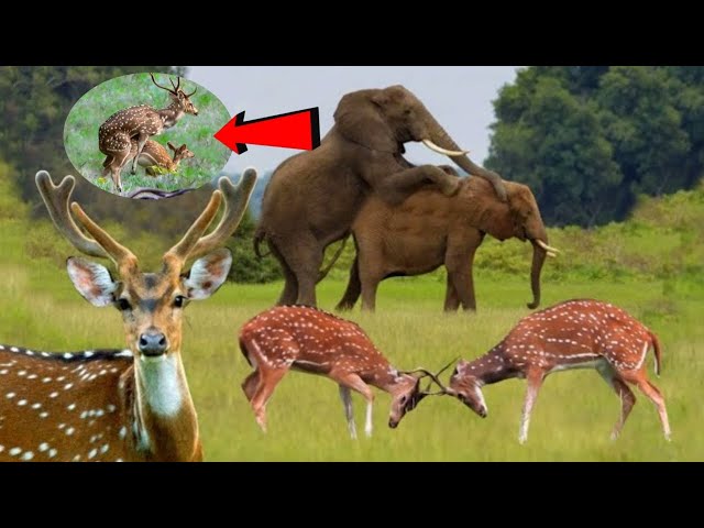 4k wild animals | scenic wildlife film | beautiful nature relaxing sounds