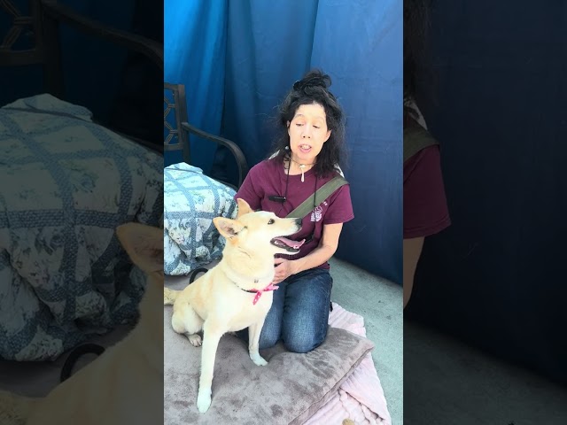 ADOPTED A5632646 Celia | Jindo