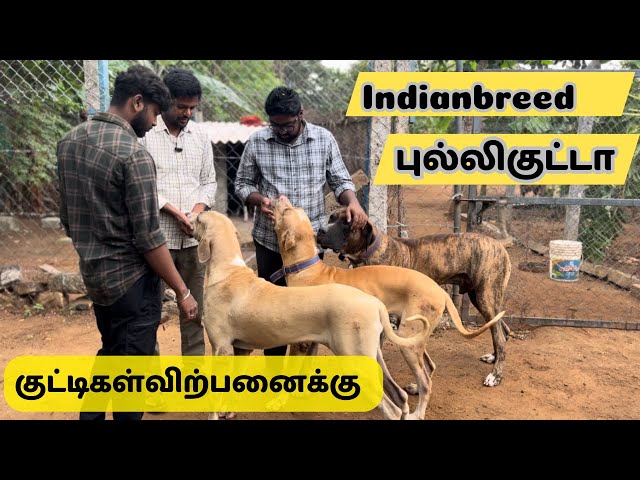 புலியை அடிக்கும் புல்லி குட்டா நாய்pakistani pully kutta|indian dog breed|bullydogbreed|dog in india