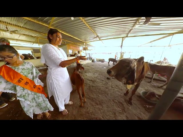 Gopashtami | Yuva sewa sangh, Bhavnagar | Sant Shri Asharamji Bapu