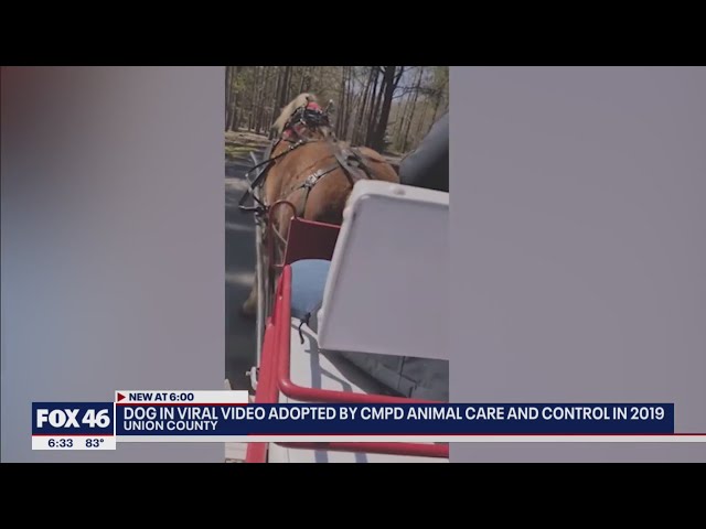 Dog in carriage horse attack was adopted out by CMPD