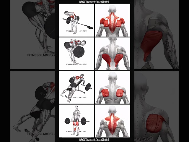 The PERFECT Back Workout (Sets and Reps Included) #shorts