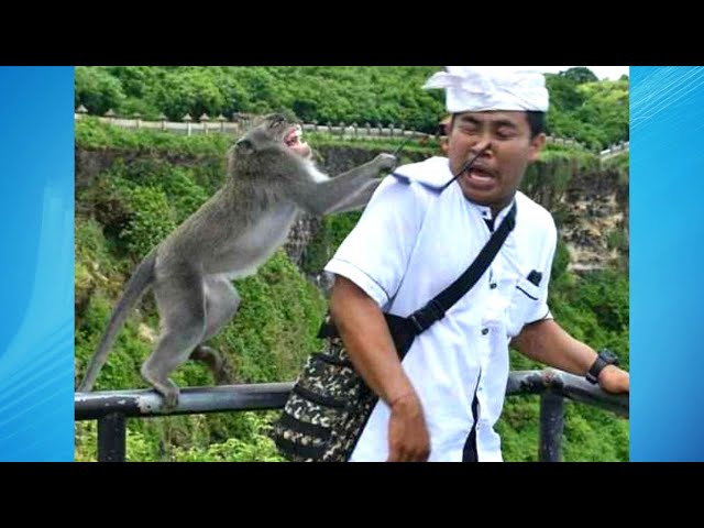 Funny Videos Compilation July 2021 | What Could Go Wrong | Try Not To Laugh