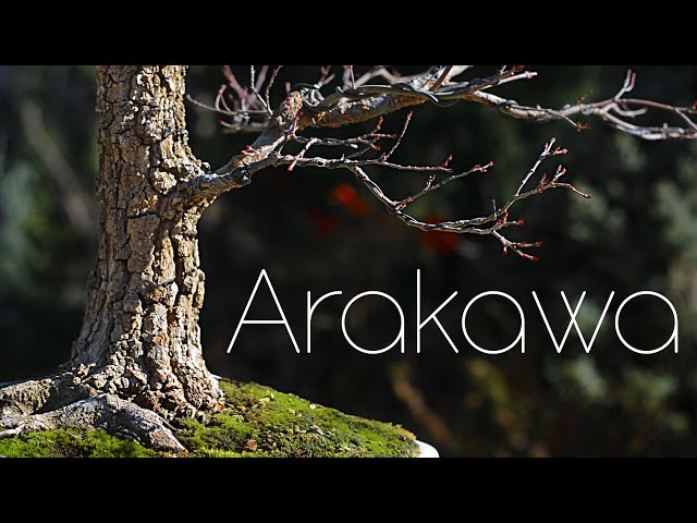 Japanese Maple "Arakawa" One Year as a Bonsai - Arkefthos Bonsai