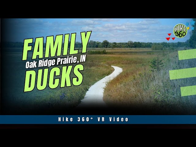 Oak Ridge Prairie, IN - Family of Ducks (Hike 360° VR Video)