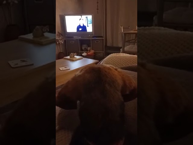 Artemis Watching TV in the UK 🇬🇧  - Takis Shelter