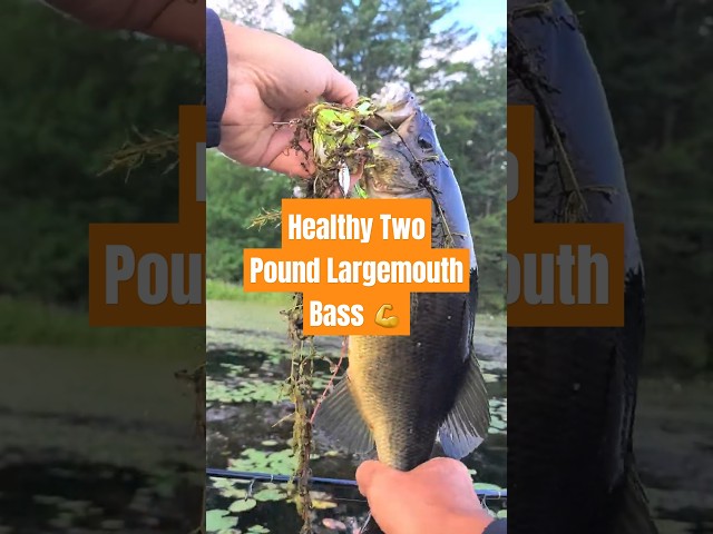 Healthy Two Pound Largemouth Bass? 💪#shorts #fishing #bassfishing #fish #bass